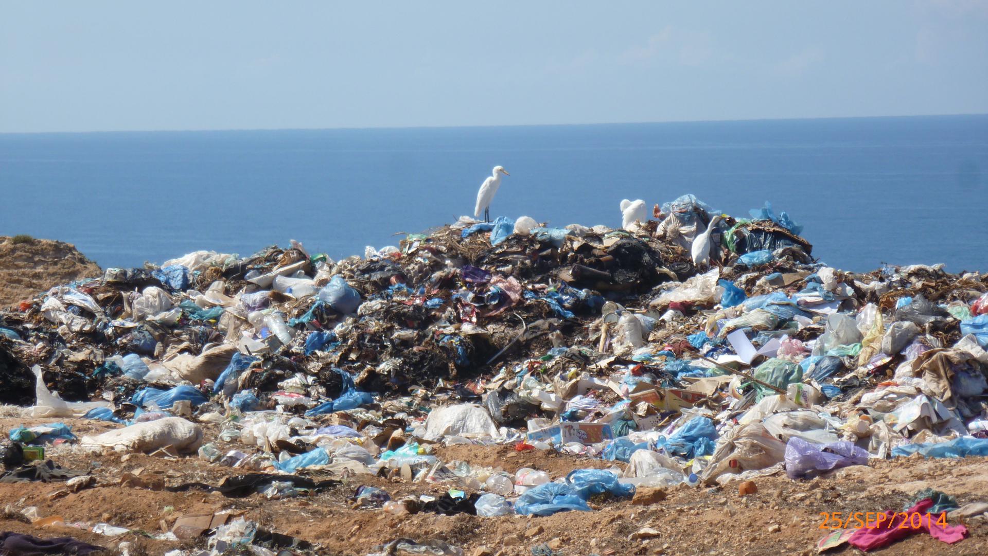 Plastic trash with bird