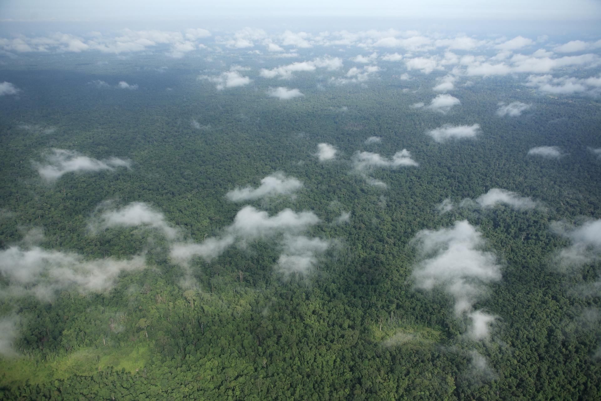 An aerial shot of Prey Lang Forest in Cambodia