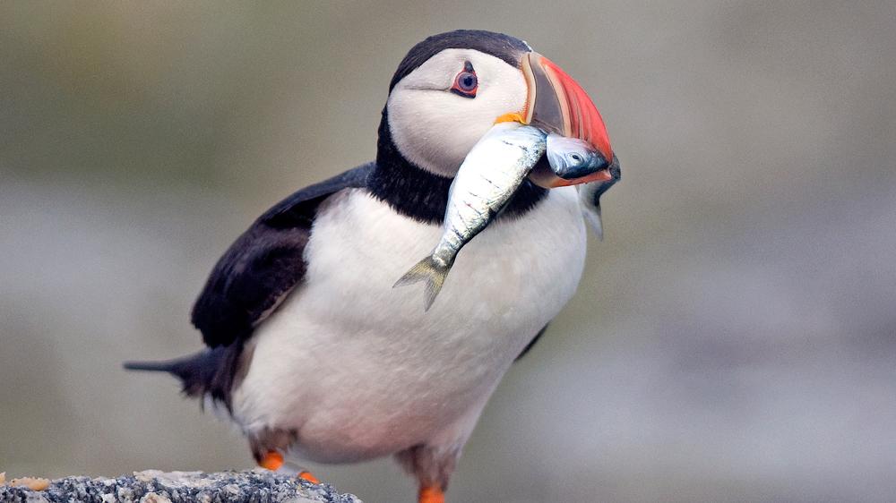 Puffin with hake and bluefish.