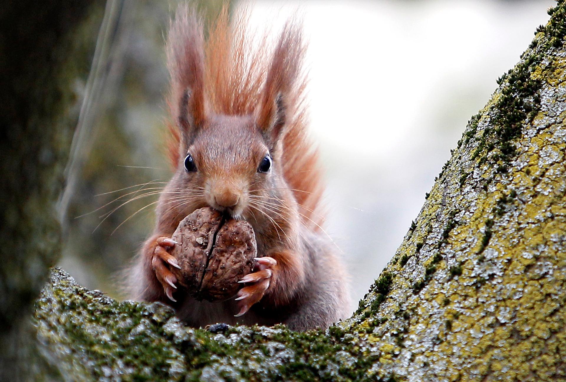 A red squirrel sits in a tree as it holds a walnut. April 19, 2013.