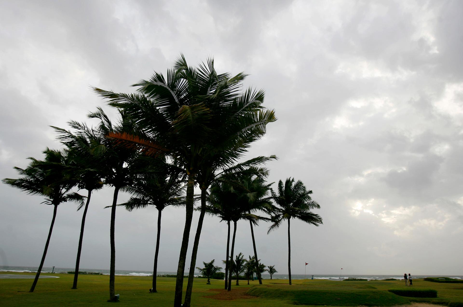 Coconut palms in Goa 