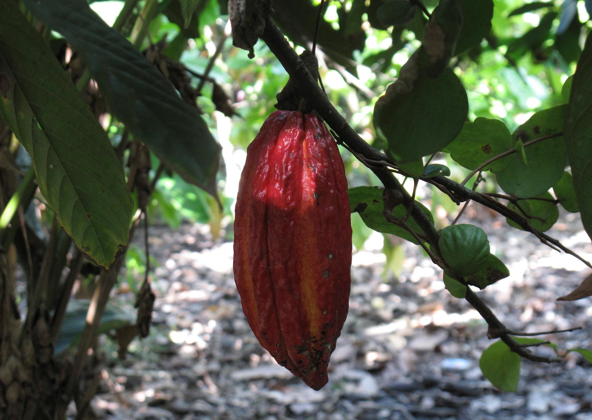 A ripe cacao pod containing cocoa beans hangs from a tree on a farm in Tulua, Colombia, December 8, 2008.