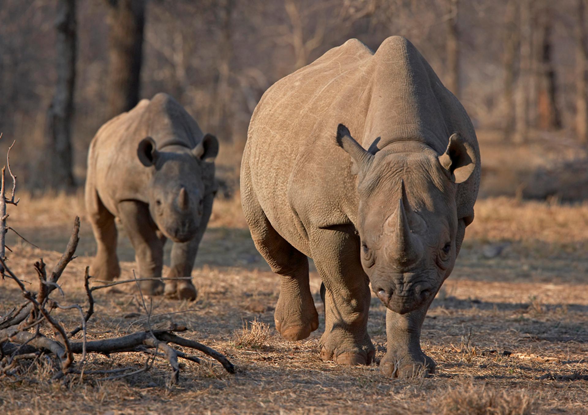 More than 1,000 rhinos were killed in South Africa last year. It's a 50% increase from the year before, proof of the escalating poaching crisis. Most of the rhinos were killed in Kruger National Park, a popular tourist destination.