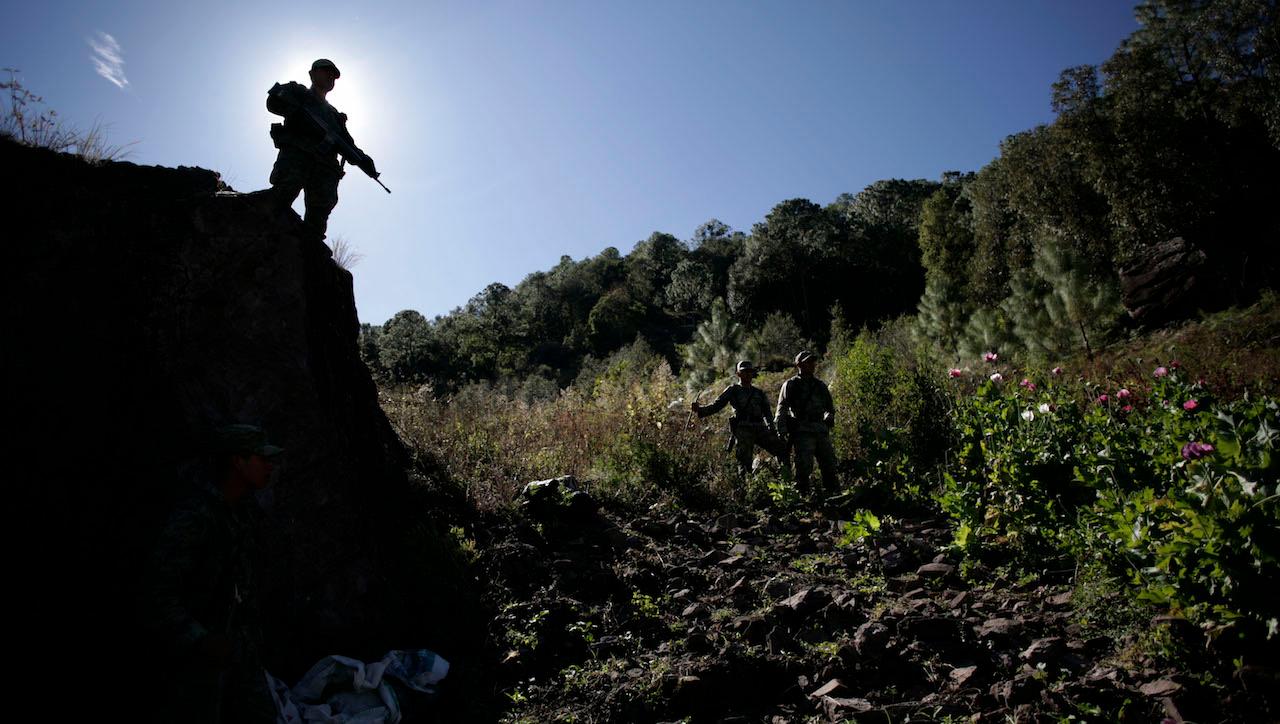 A soldier surveys a poppy field used for heroin production in Sinaloa, Mexico. Heroin production has increased dramatically in Mexico recently.