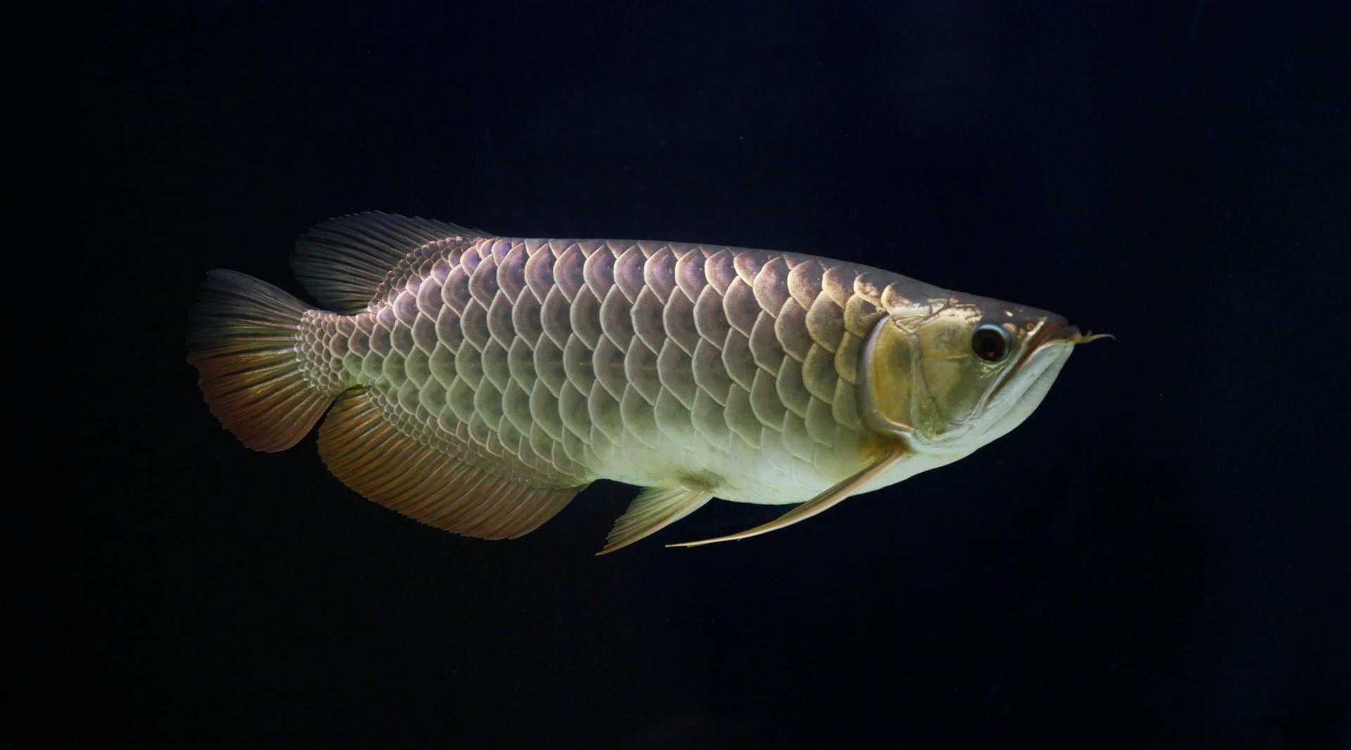 A Sapphire Golden Arowana, named "Long Zai" or "Little Dragon" in Cantonese, swims in its tank at its owner's residence in Kajang outside Kuala Lumpur March 5, 2012. Known for its agile body, sleek shiny scales and the "whiskers" that give it a resemblanc