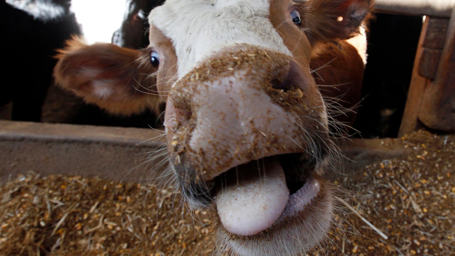 New feed curbs methane emission from gassy cows