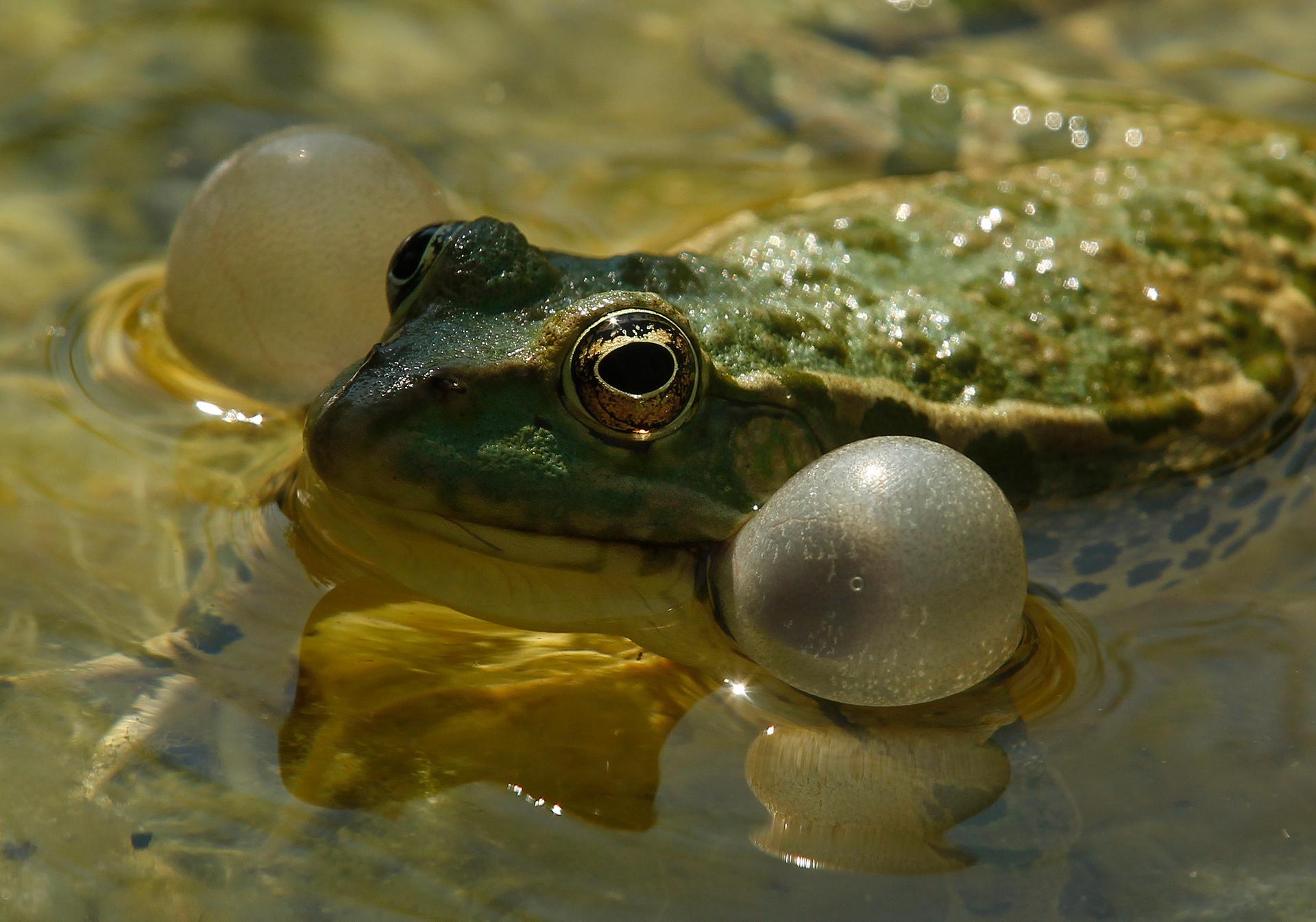 A frog attempts to mate with female frogs in a pond in Tourrettes, southern France, May 27, 2012.