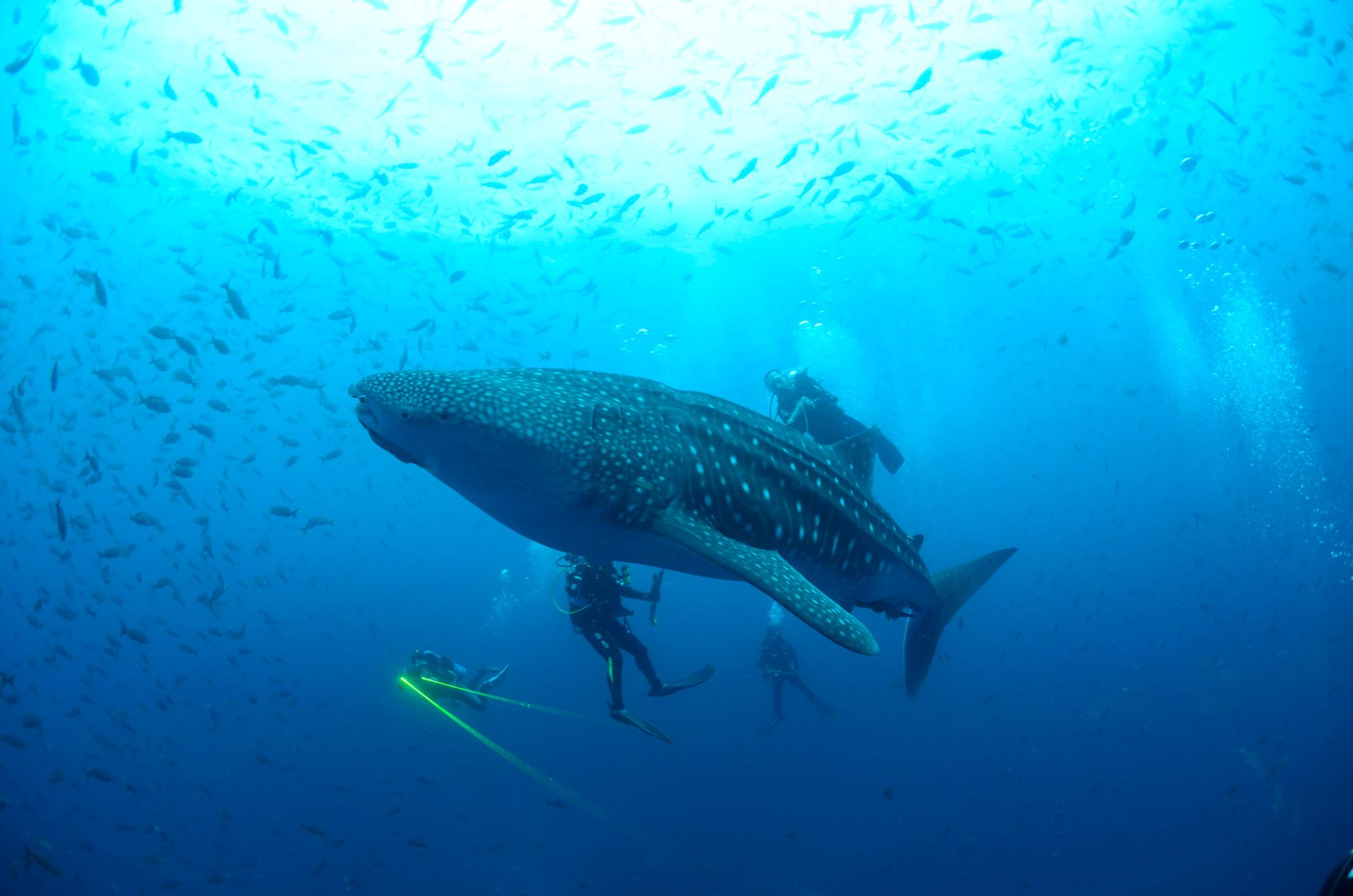 A whale shark is seen in the Galapagos Islands in this September 5, 2012 picture released to Reuters.