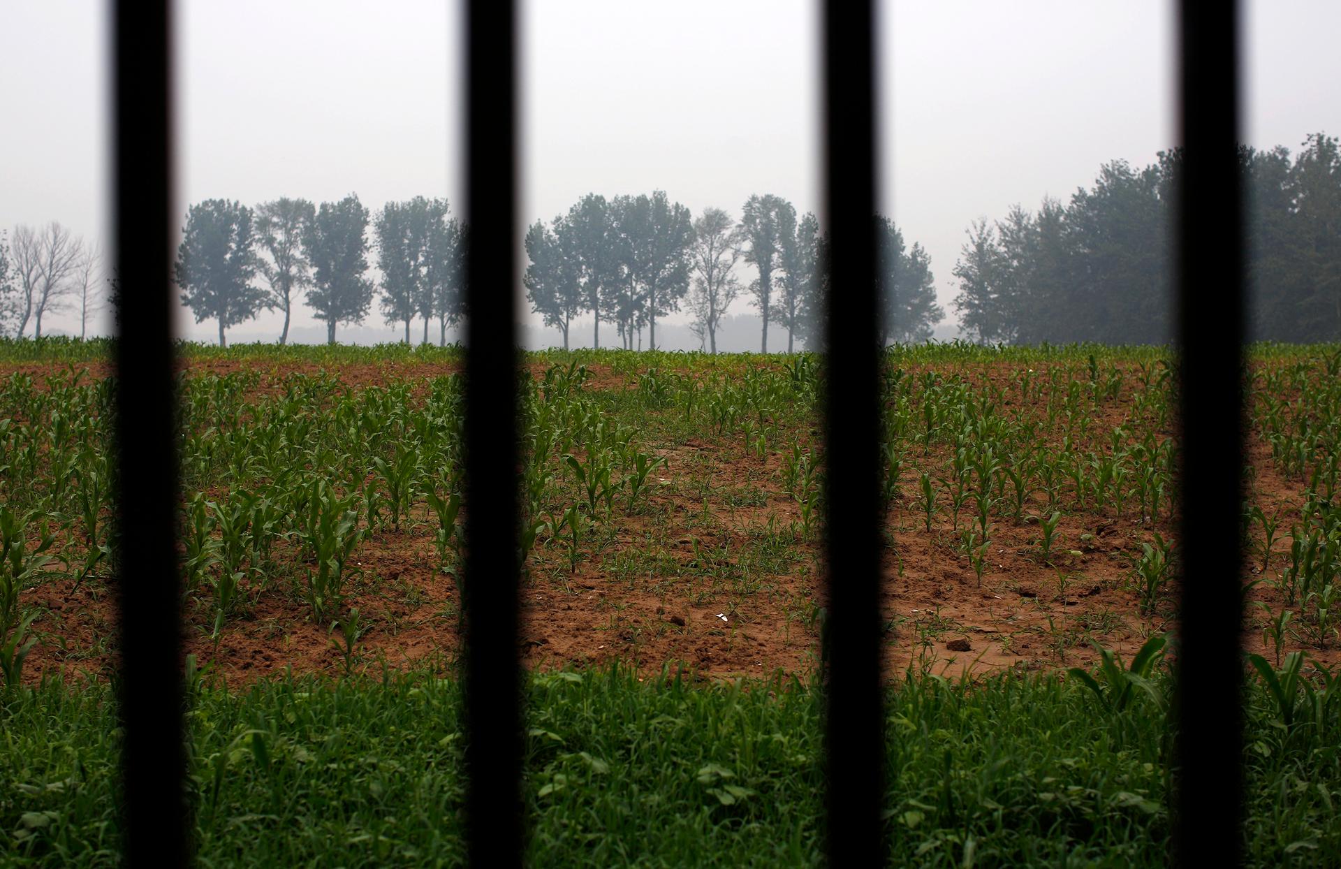 An illegal golf course which was demolished and turned into a cornfield is seen through a fence in the suburbs of Beijing, June 16, 2014.  
