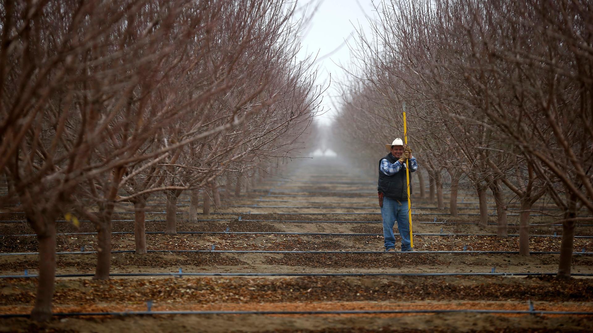 A worker prunes almond trees in an orchard near Bakersfield in the Central Valley, California, United States January 17, 2015.