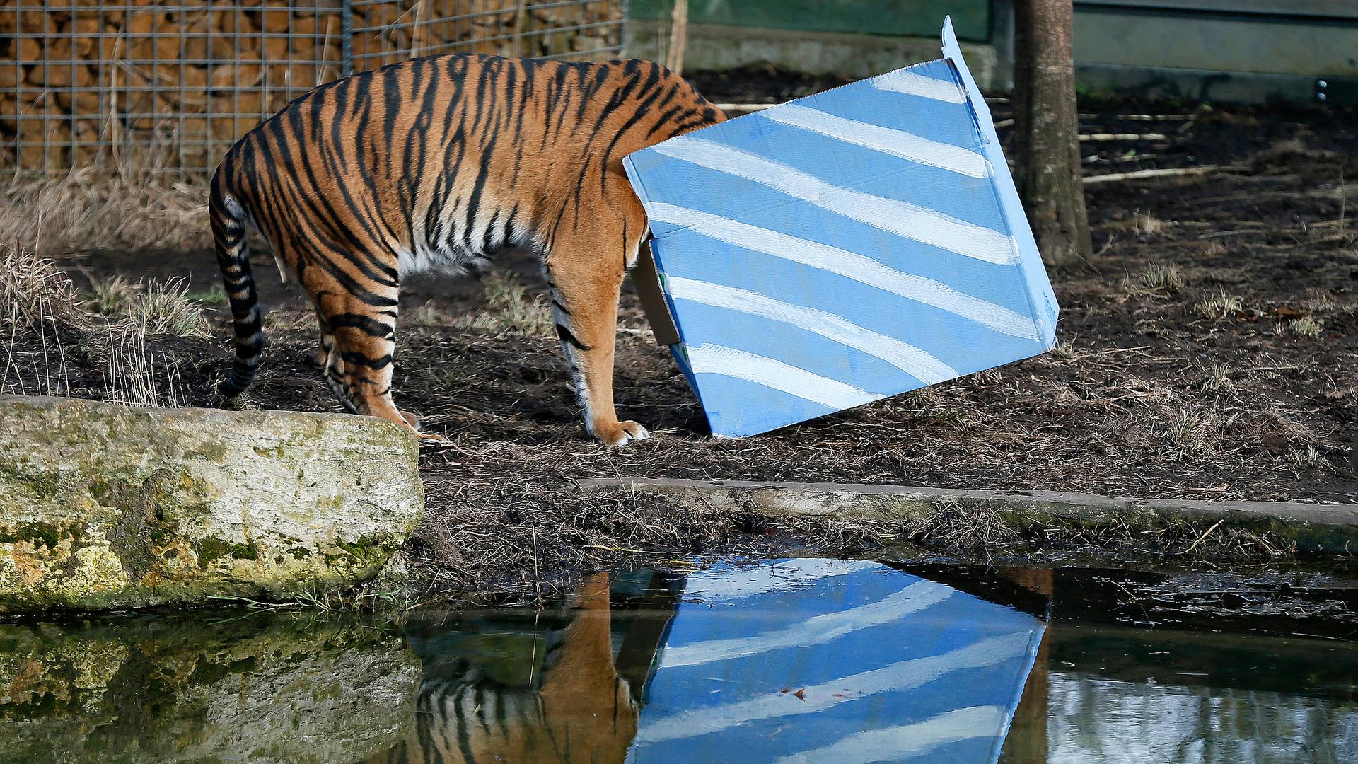 Sumatran tiger Melati looks inside a present box put out to celebrate the first birthday of her cub triplets in their enclosure at the London Zoo on February 4, 2015.