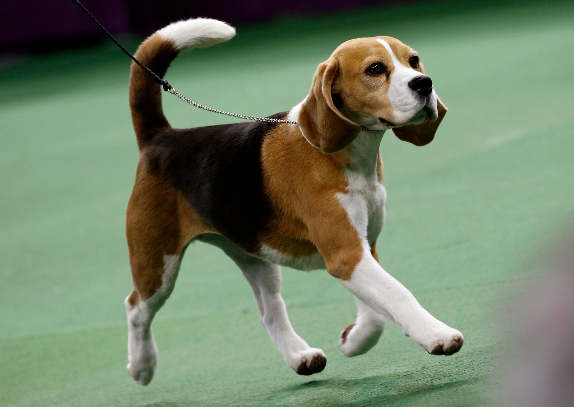 Miss P, a 15-inch Beagle who won "Best in Show," is run during the final judging at the 139th Westminster Kennel Club Dog Show at Madison Square Garden on February 17, 2015.