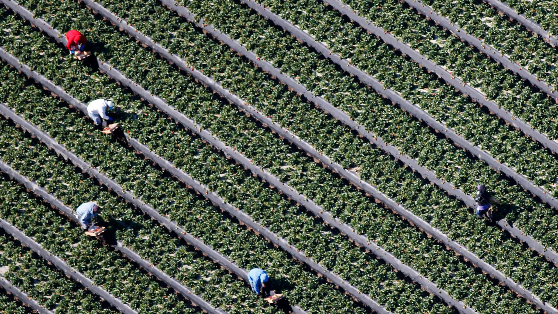 Workers pick strawberries in a field on a farm in Oxnard, California, on February 24, 2015.