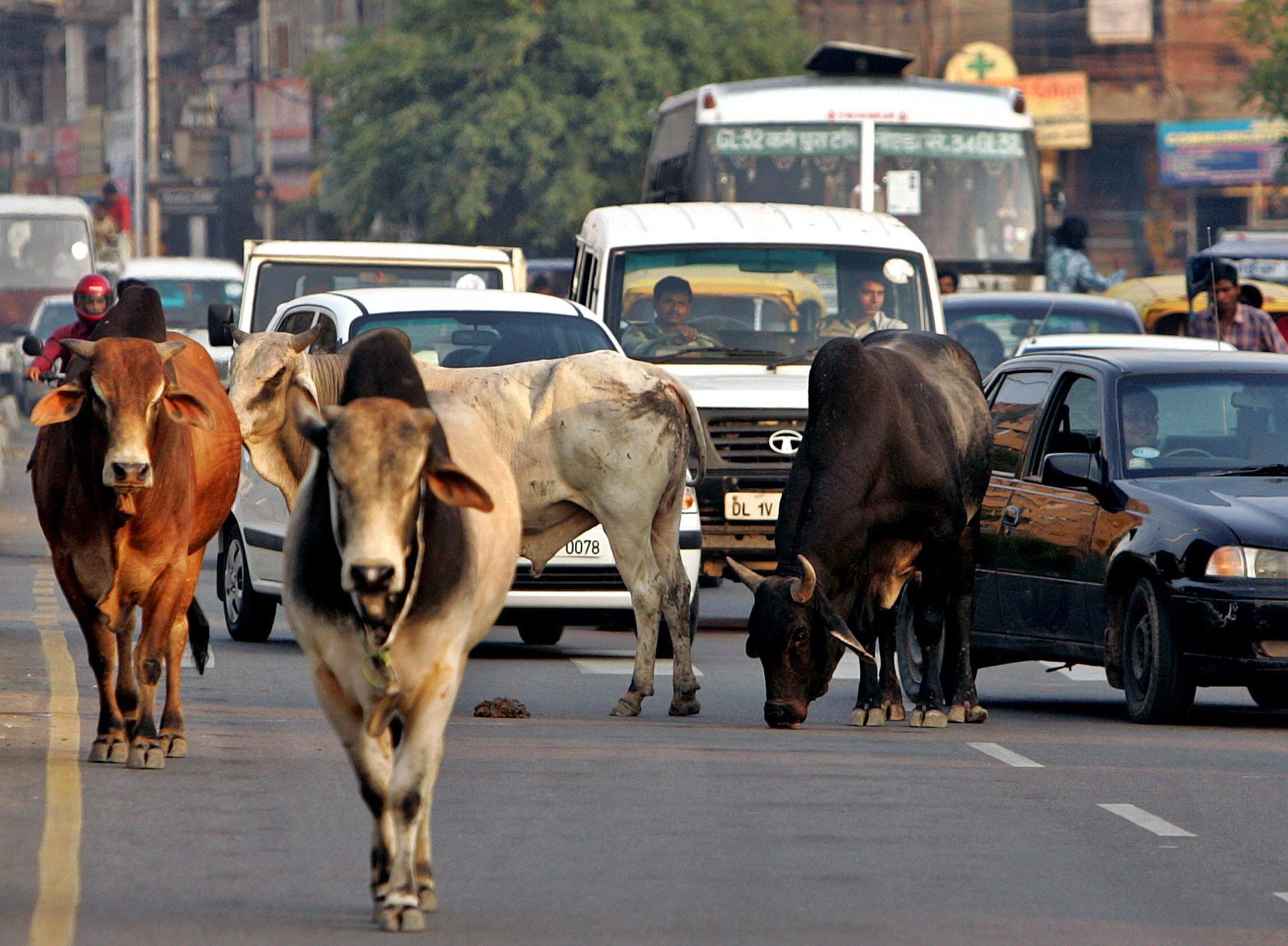 Cows in India