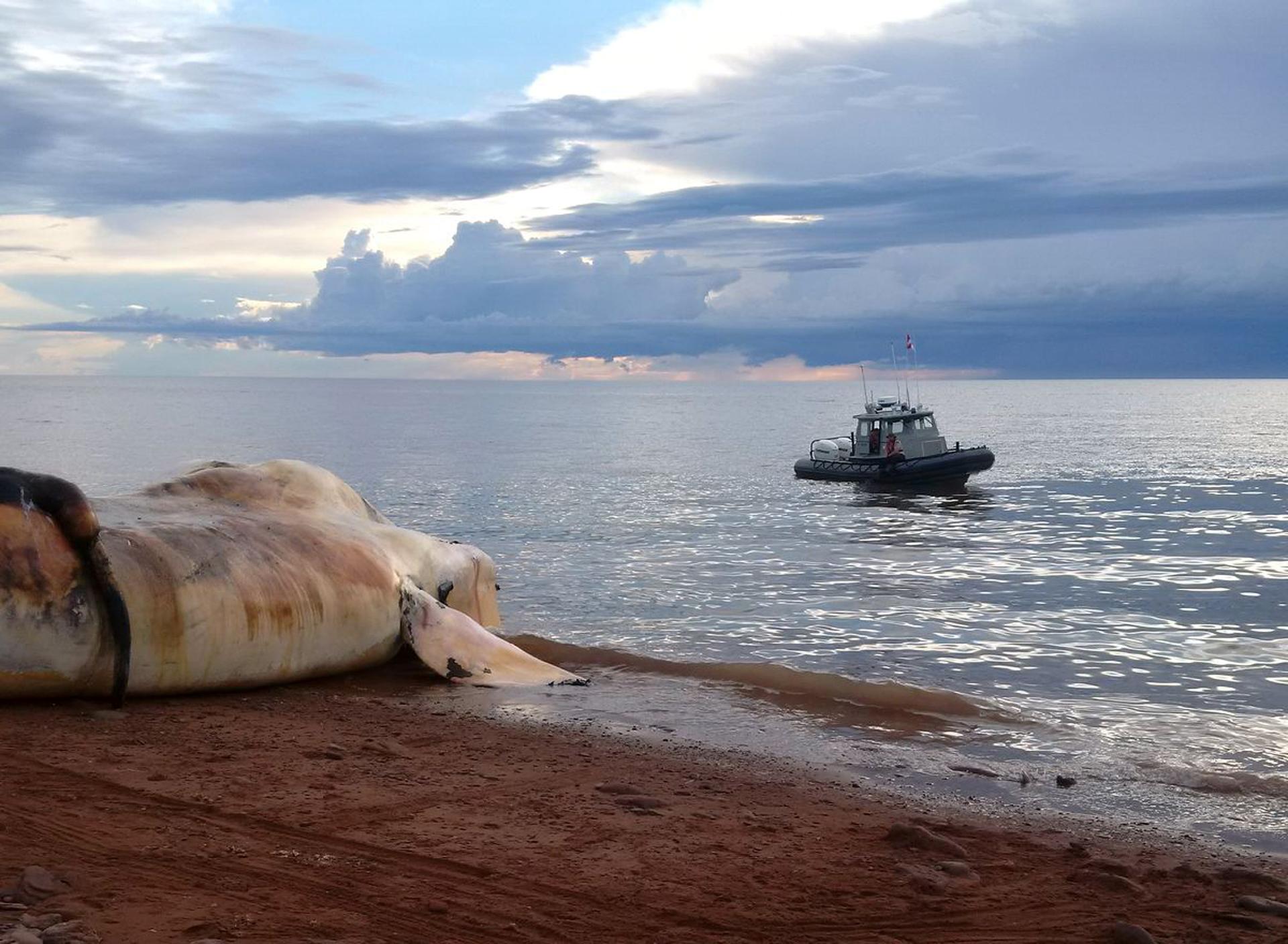The carcass of a right whale is prepared to be towed out to sea near Norway, Prince Edward Island.