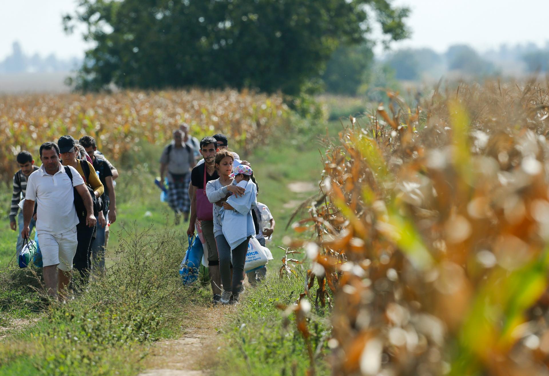 Migrants walking through cornfields near Sid in Serbia, trying to reach Croatia
