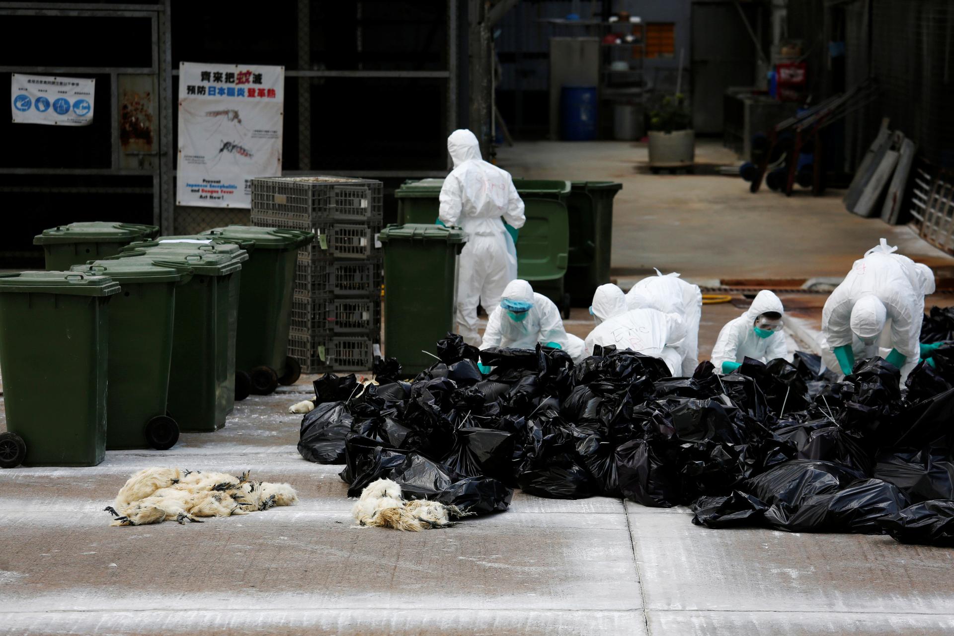 Health officers cull poultry at a wholesale market, as trade in live poultry suspended after a spot check at a local street market revealed the presence of H7N9 bird flu virus, in Hong Kong June 7, 2016.
