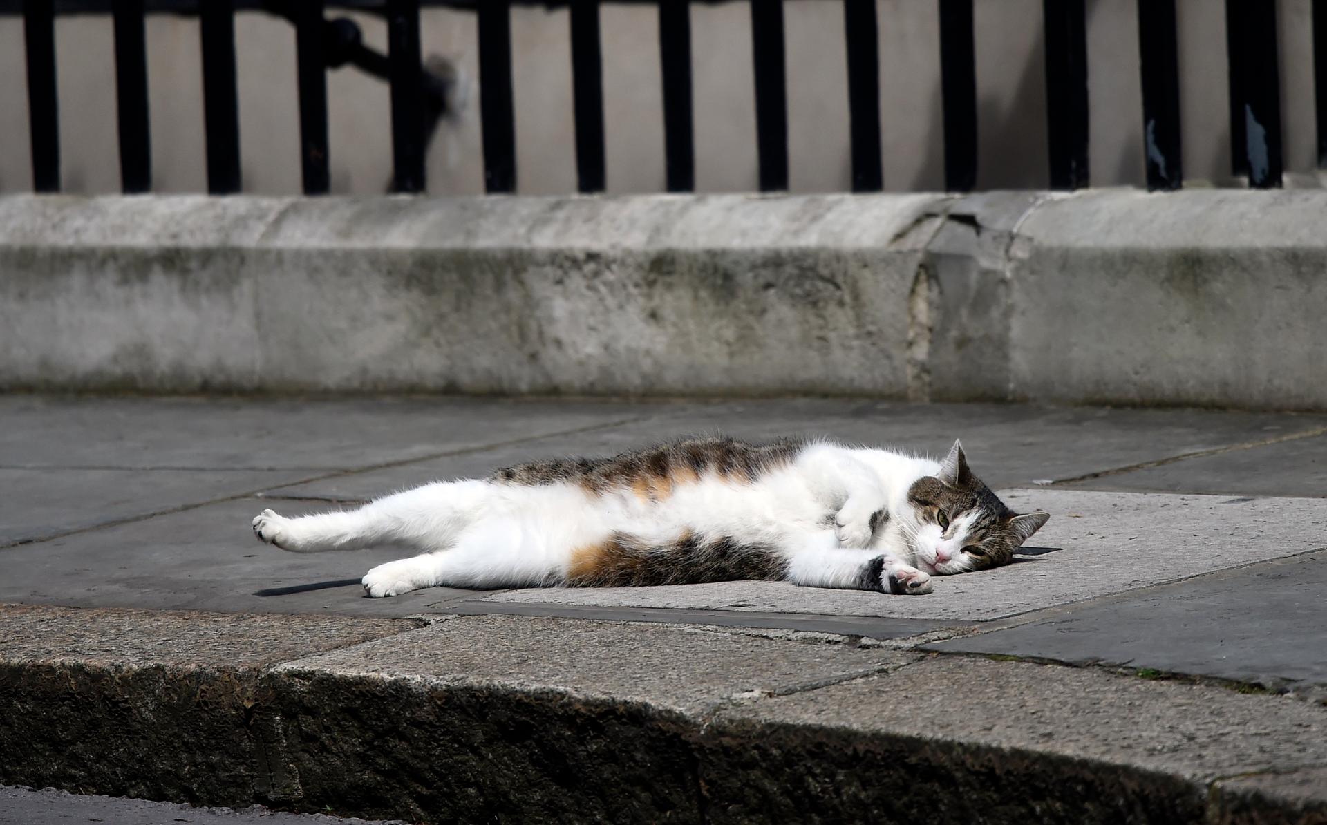 Larry the Downing Street cat lays on the pavement, in central London, Britain July 13, 2016. 