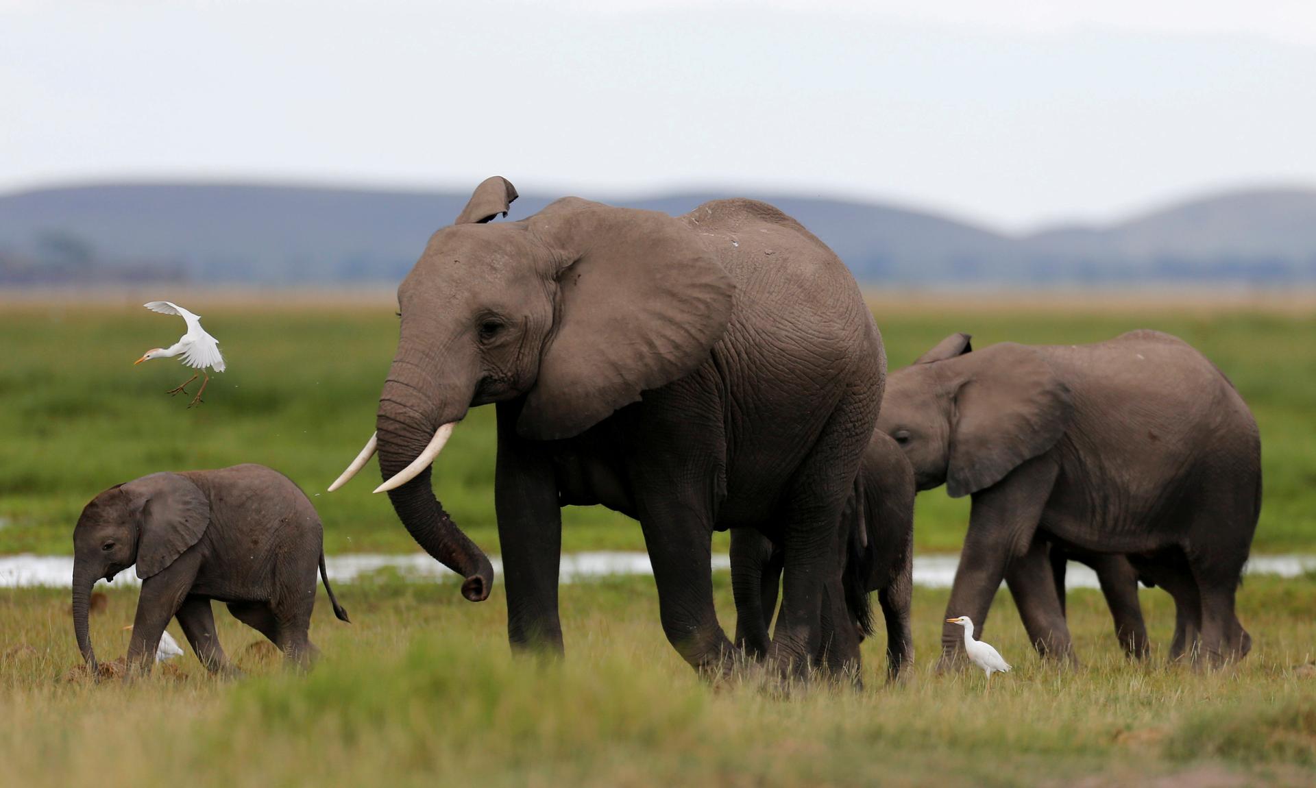 A family of elephants in Kenya's Amboseli National Park.