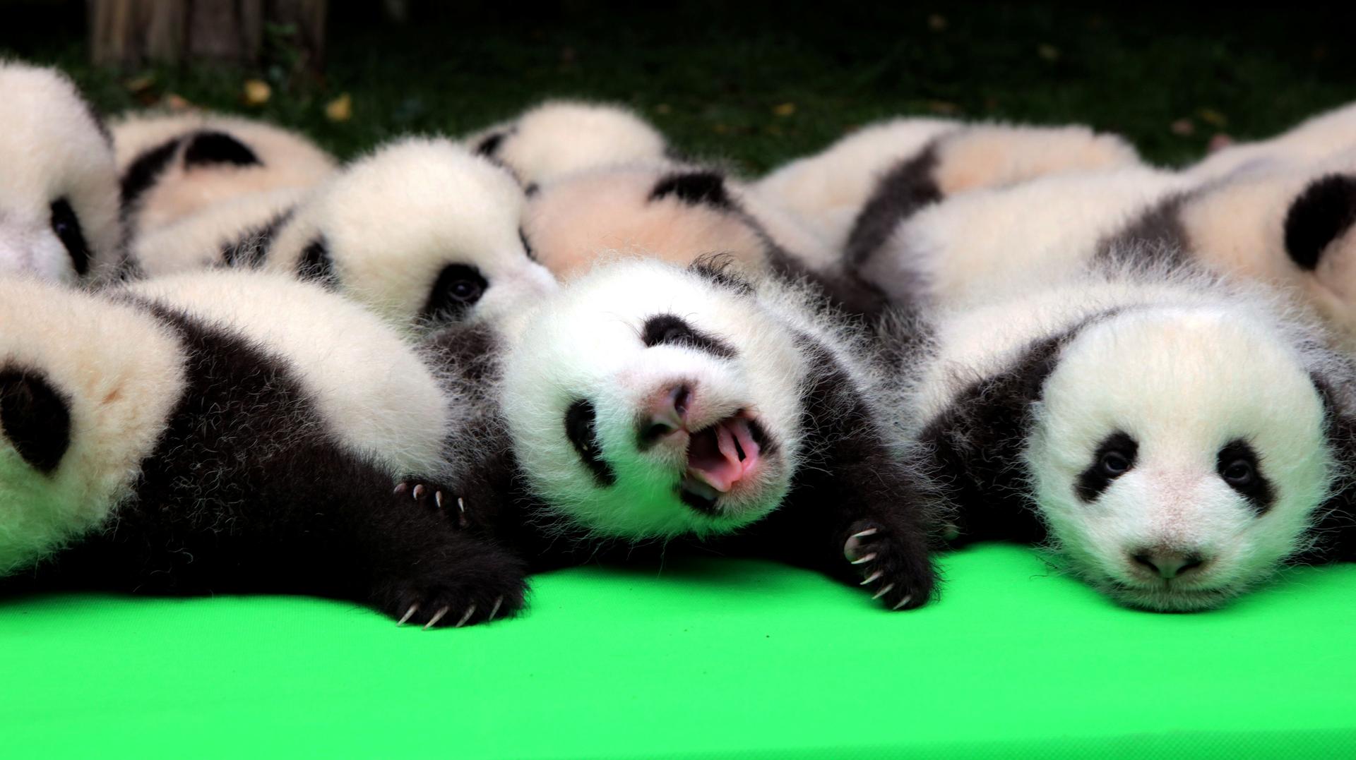 About 23 giant pandas born in 2016 are seen on a display at the Chengdu Research Base of Giant Panda Breeding in Chengdu, Sichuan province, China, September 29, 2016.
