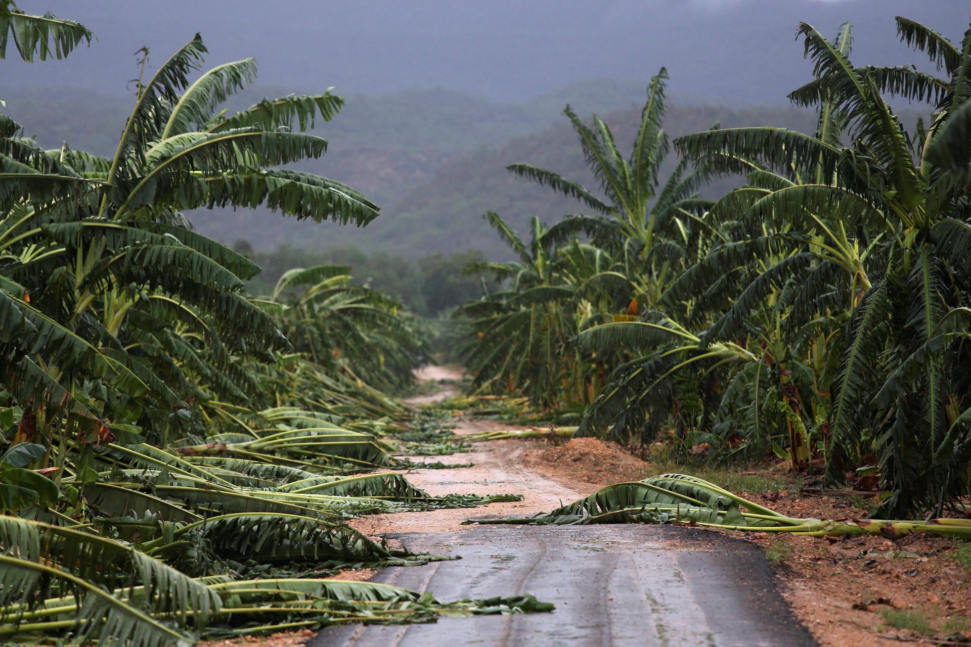 Fallen banana trees cover a roadside after the passage of Hurricane Matthew in Cuba's Guantanamo province in October, 2016.