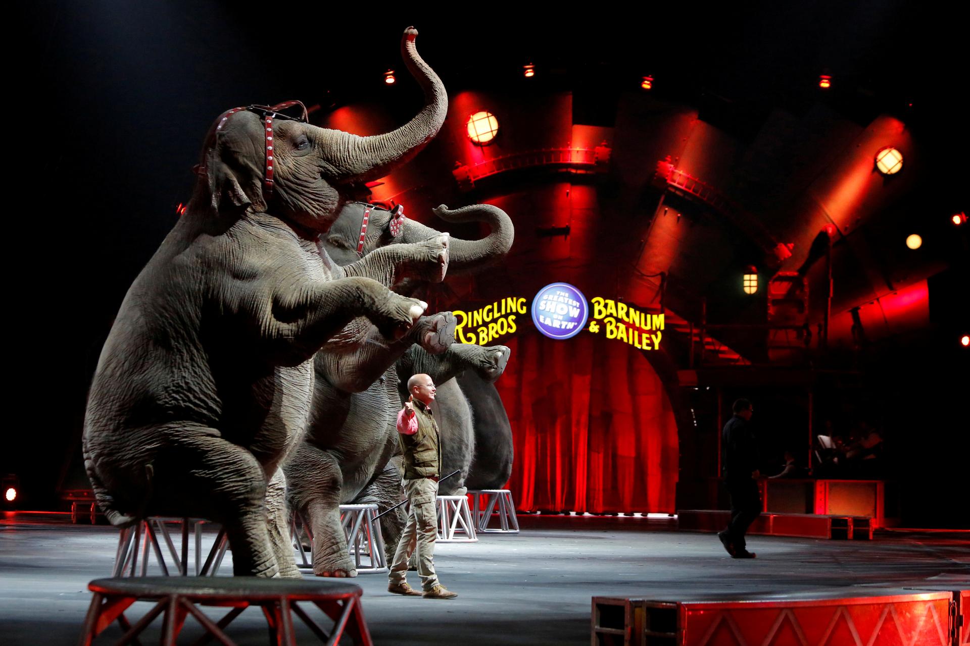 Elephants perform during Ringling Bros and Barnum & Bailey Circus' "Circus Extreme" show at the Mohegan Sun Arena at Casey Plaza in Wilkes-Barre, Pennsylvania, U.S., April 30, 2016.
