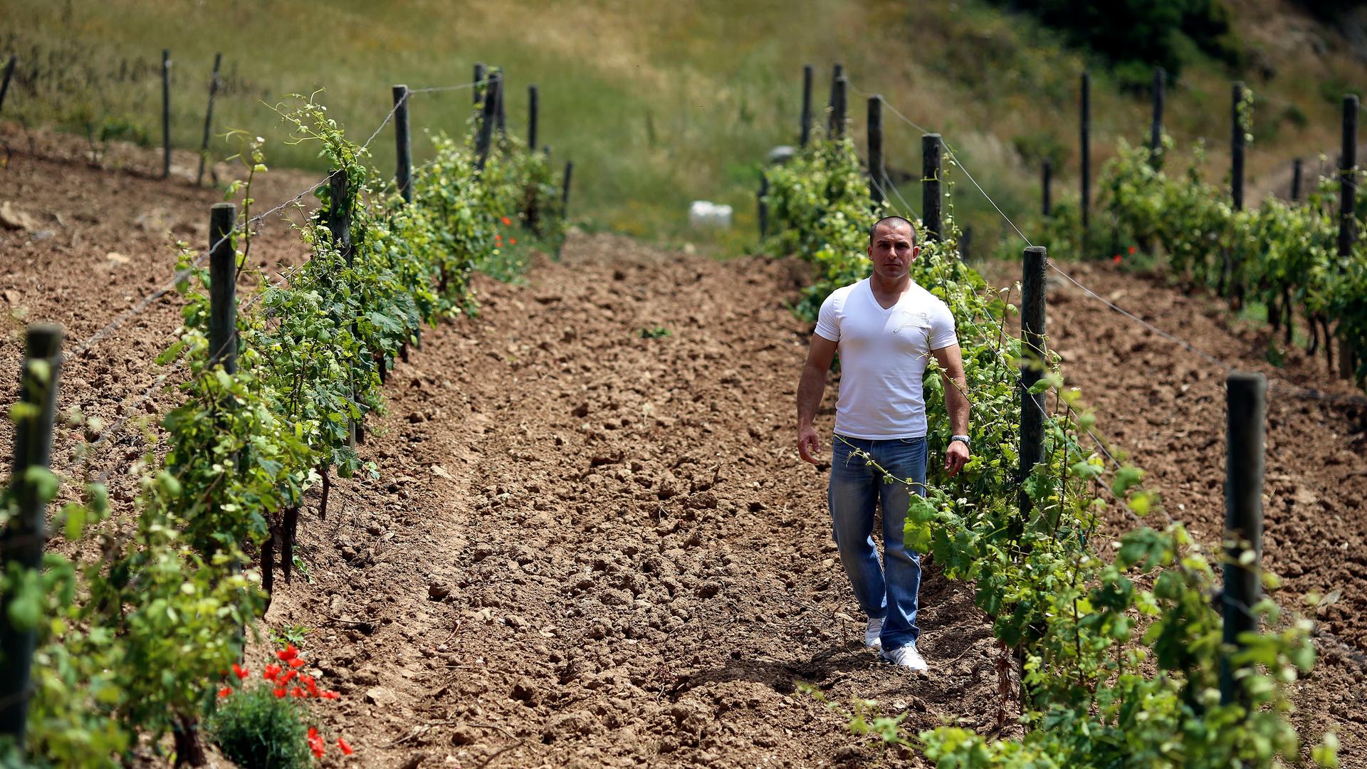 Francesco Papa, a prisoner on the penal colony, walks between rows of grapevines.