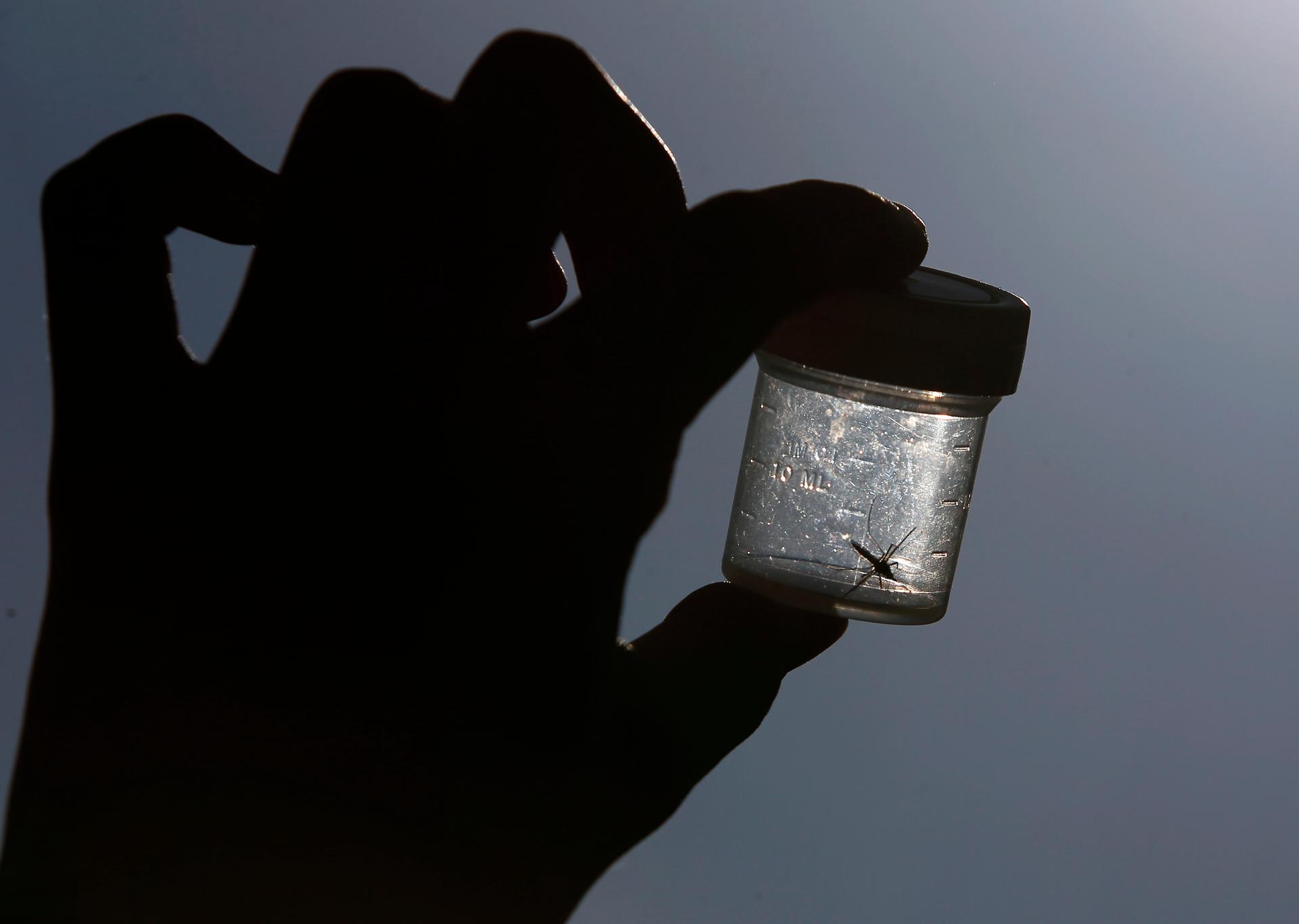 A mosquito is caught in a plastic box by a mosquito researcher in the eastern German town of Leipzig.