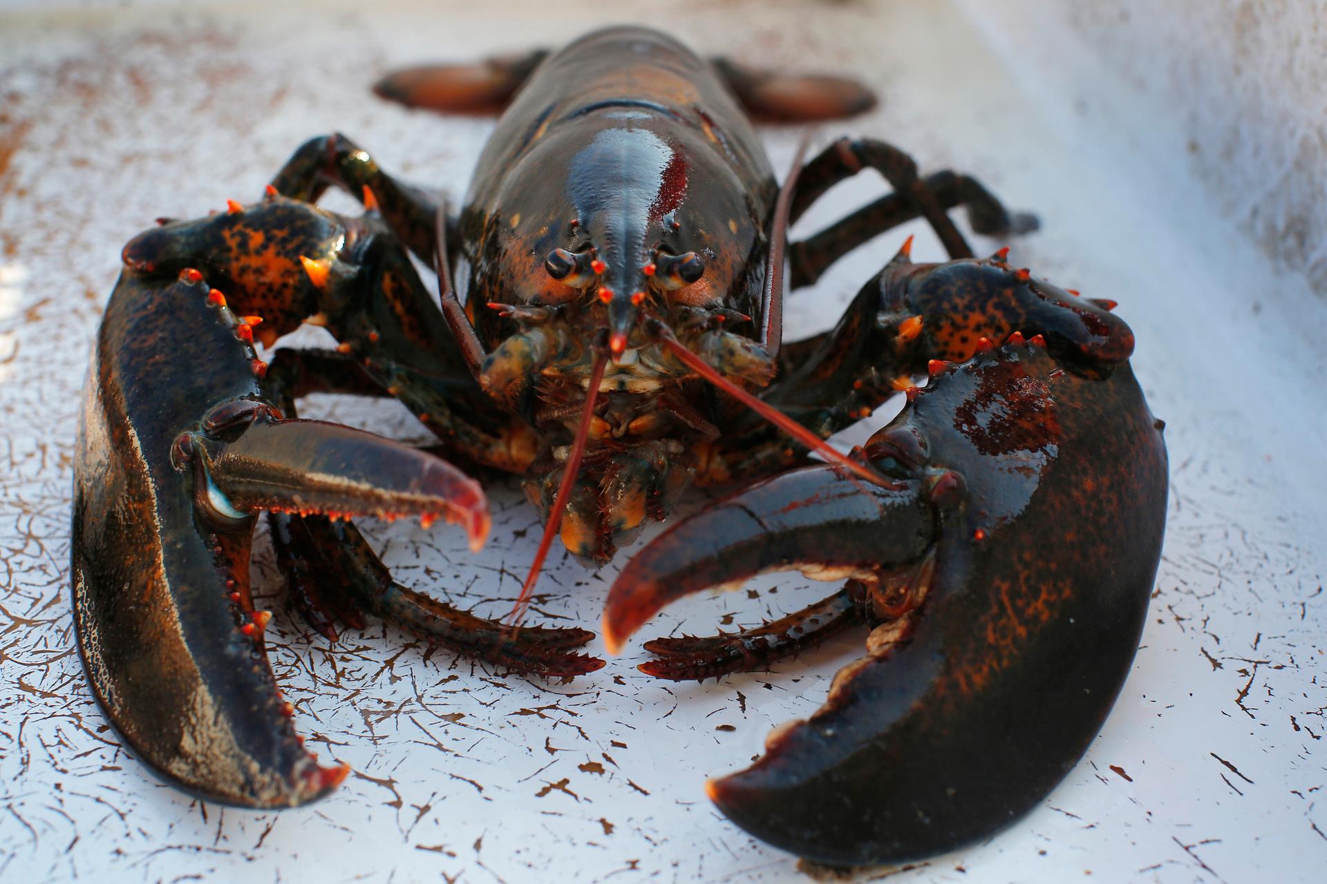 A lobster sits in a holding bin before having its claws banded onboard the lobster boat "Wild Irish Rose" in the waters off Cape Elizabeth, Maine August 21, 2013.