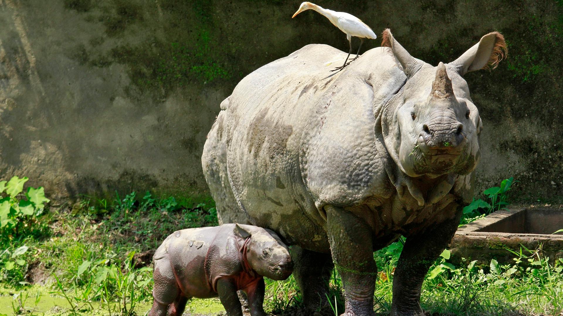 A one-horned rhino named Baghekhaity stands next to its 10-day-old calf at a zoo in Guwahati, in the northeastern Indian state of Assam.