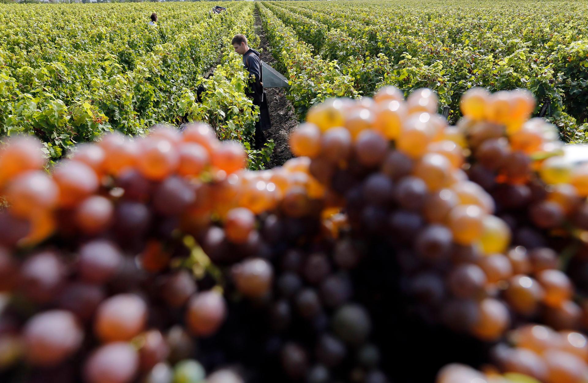 Grapes at the the Château Luchey-Halde vineyard in Merignac, southwestern France.