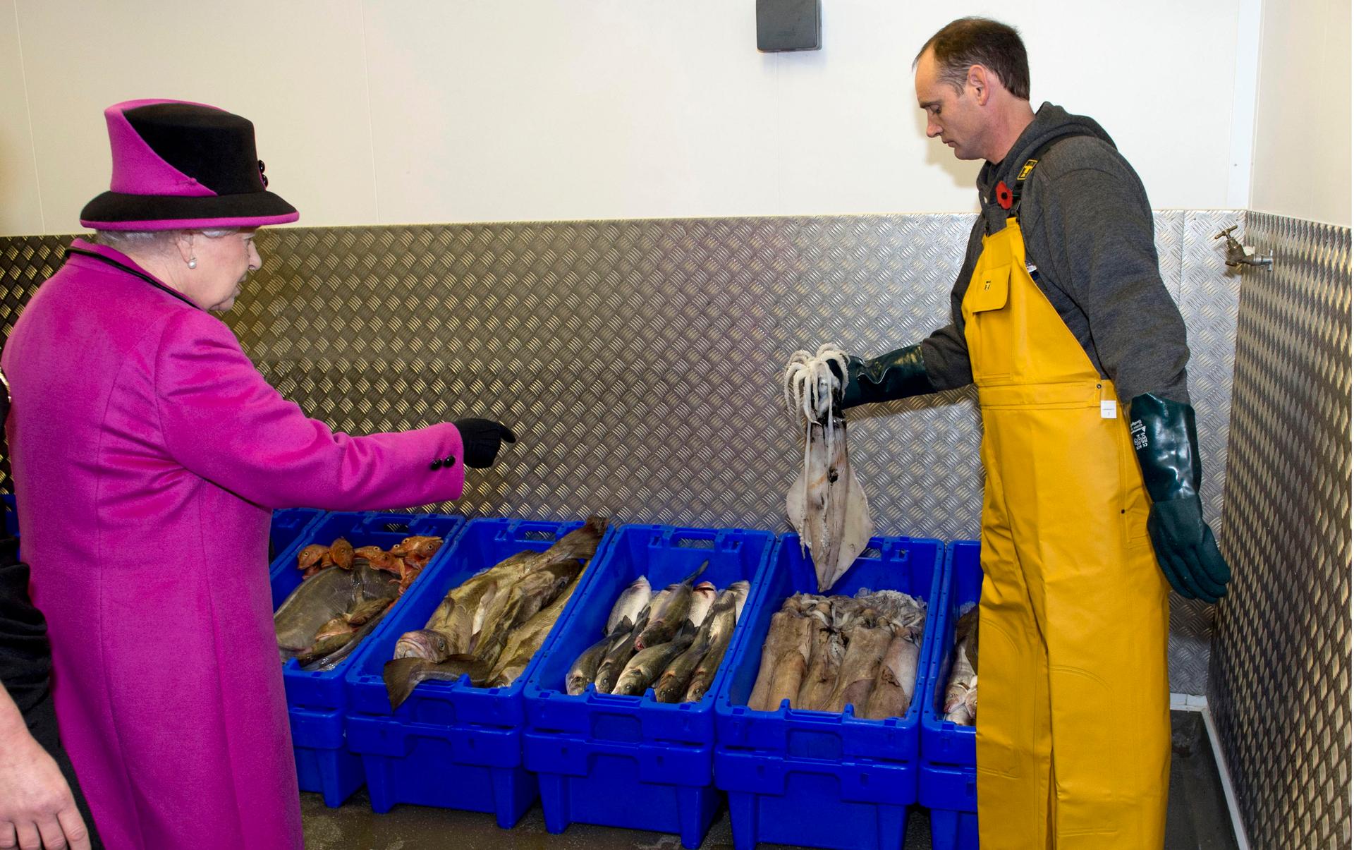 That's all we have left m'am: squid are increasingly replacing traditional fish in British waters