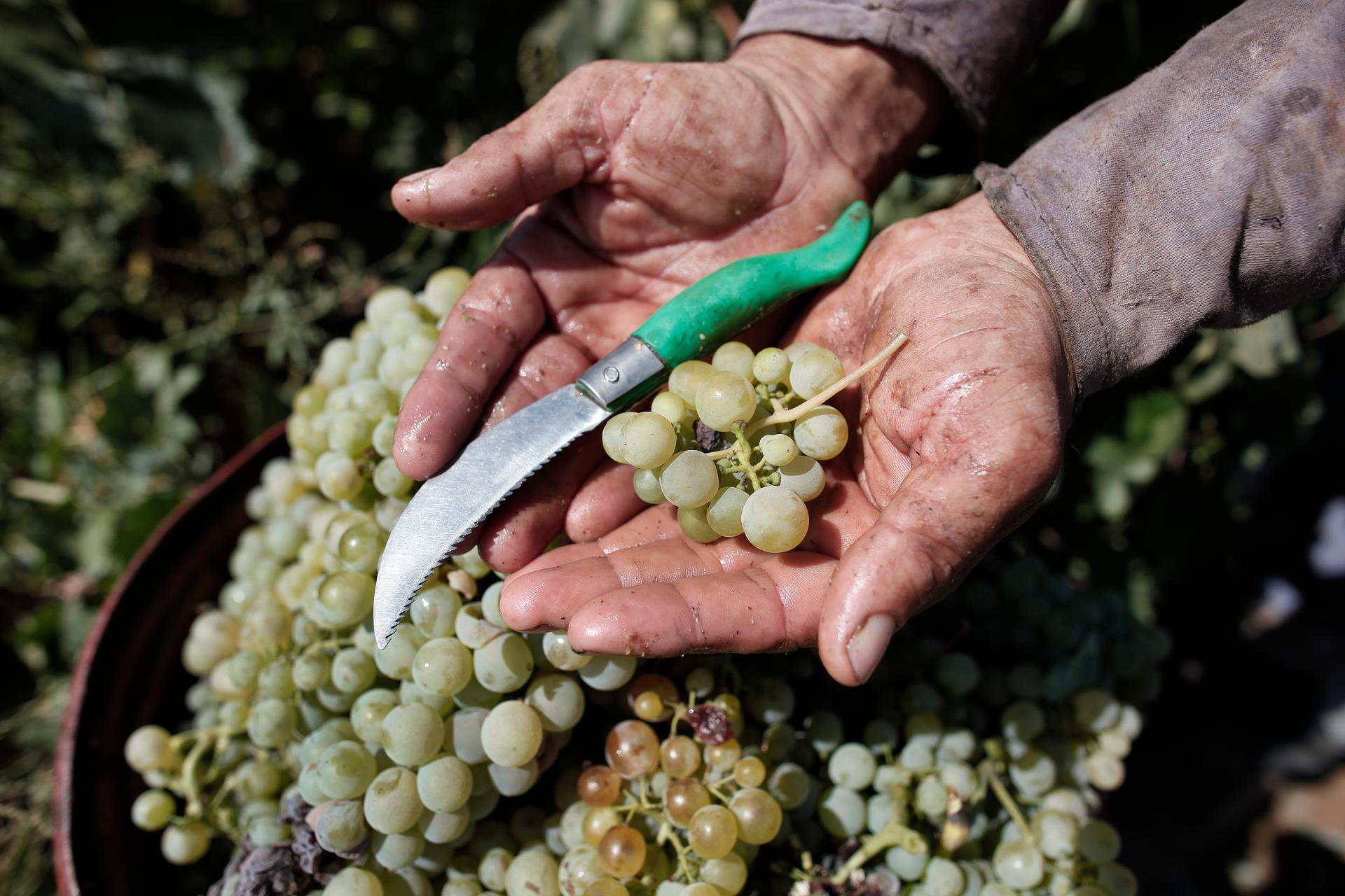 An agricultural worker holds a handful of Greek grapes