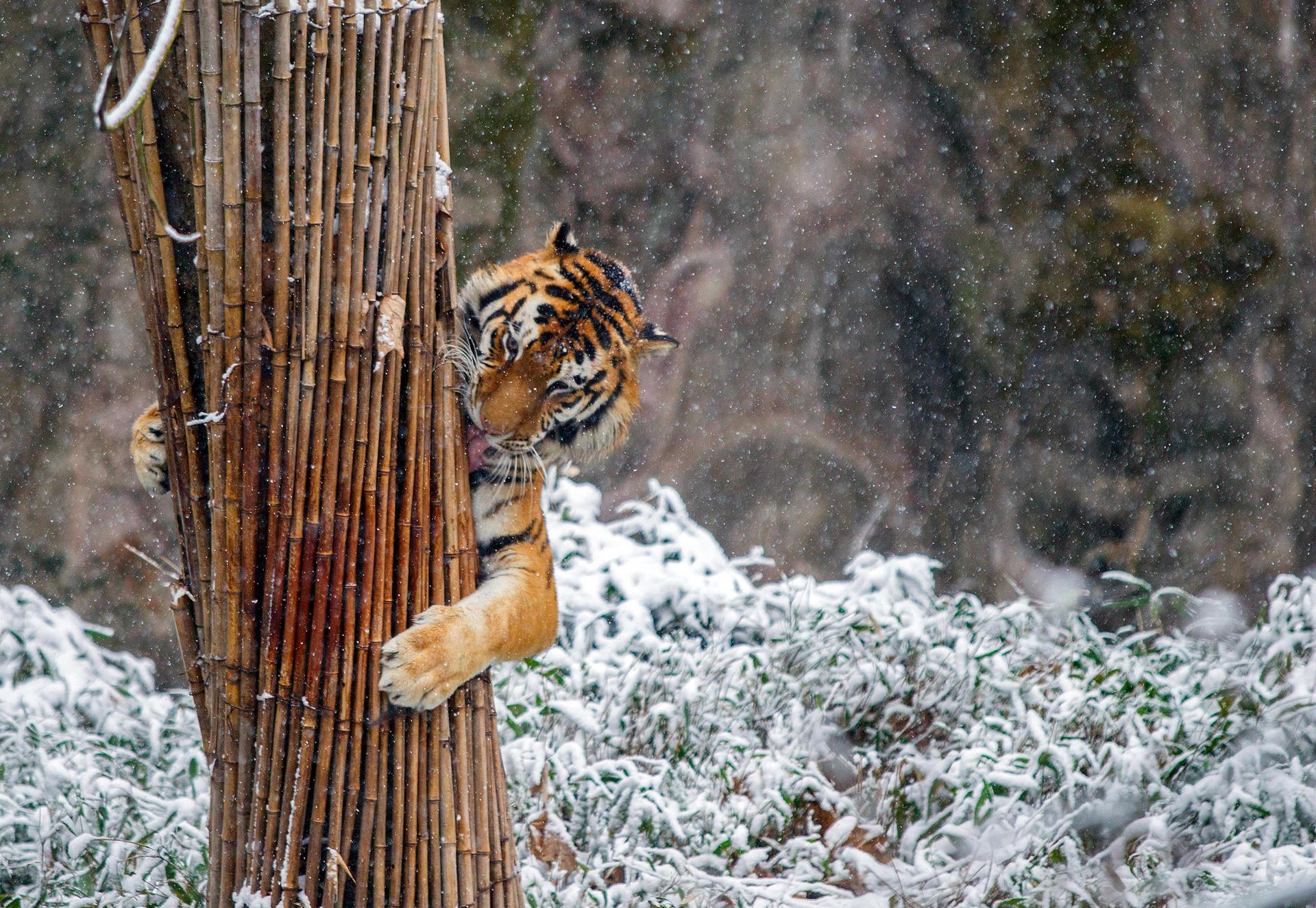 Tiger in China