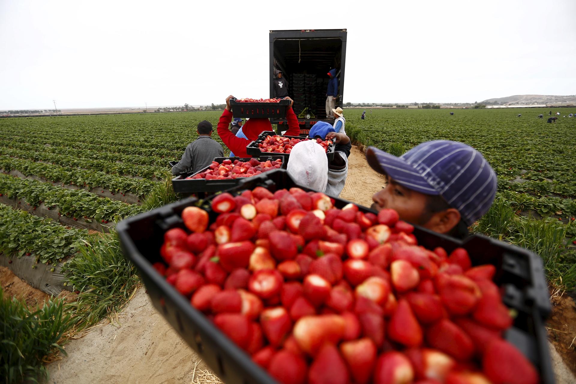 A man holds up a box of berries in a field, waiting in a queue to load them onto a truck.