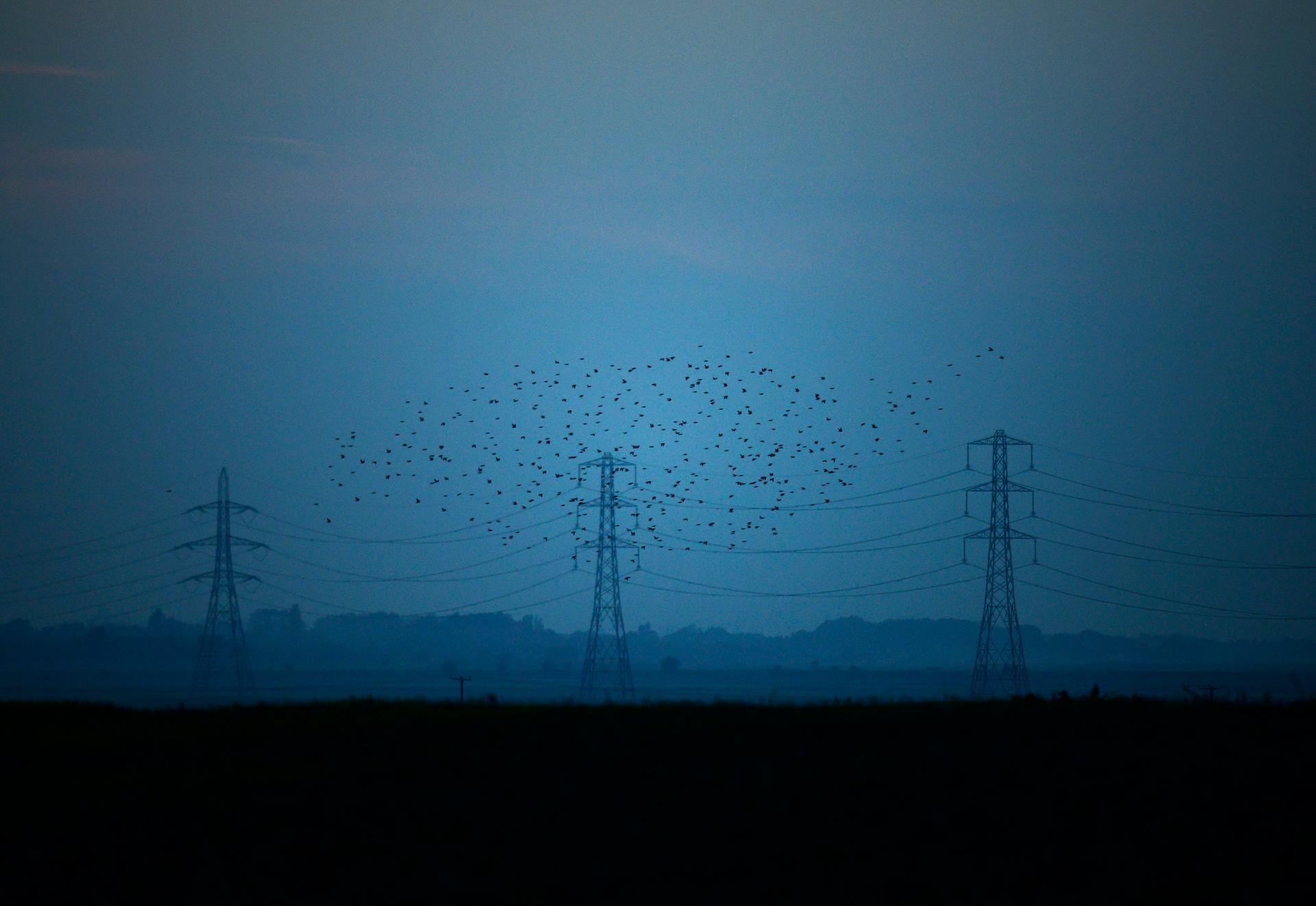 Migrating starlings fly at dusk past electricity pylons silhouetted by the sunset of a clear autumn evening in the Kent countryside, in Graveney, Britain, October 26, 2015. 