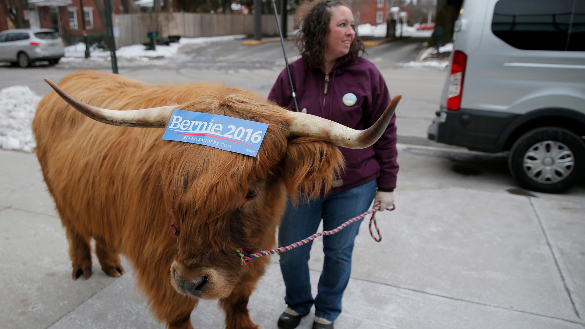 Real political bull. Or actually a steer called Bleu, with a political sticker, in downtown Manchester, New Hampshire, on the eve of the primary.
