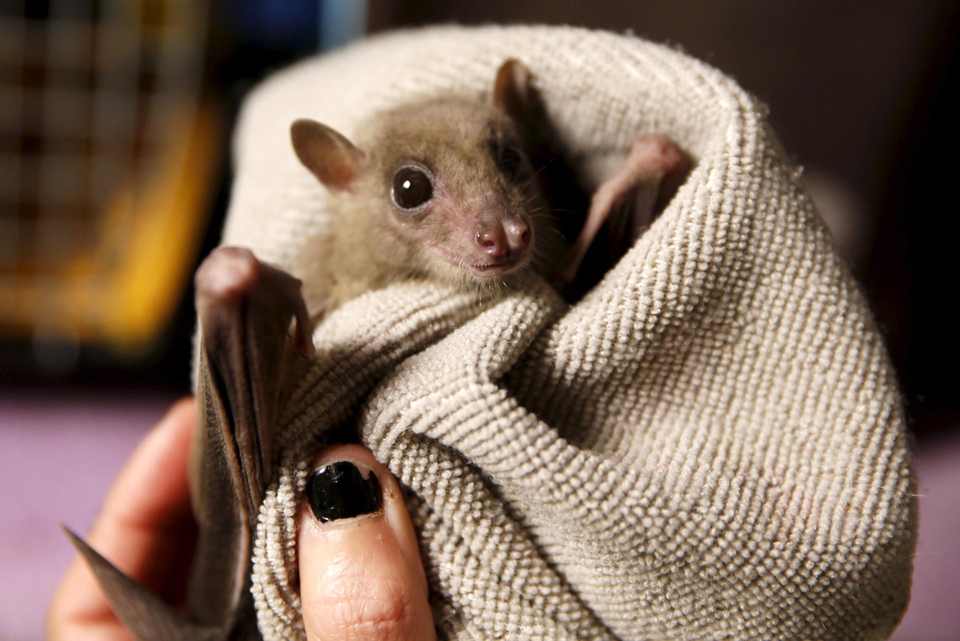 A woman holds an injured Egyptian fruit bat at her home in Tel Aviv February 21, 2016. 