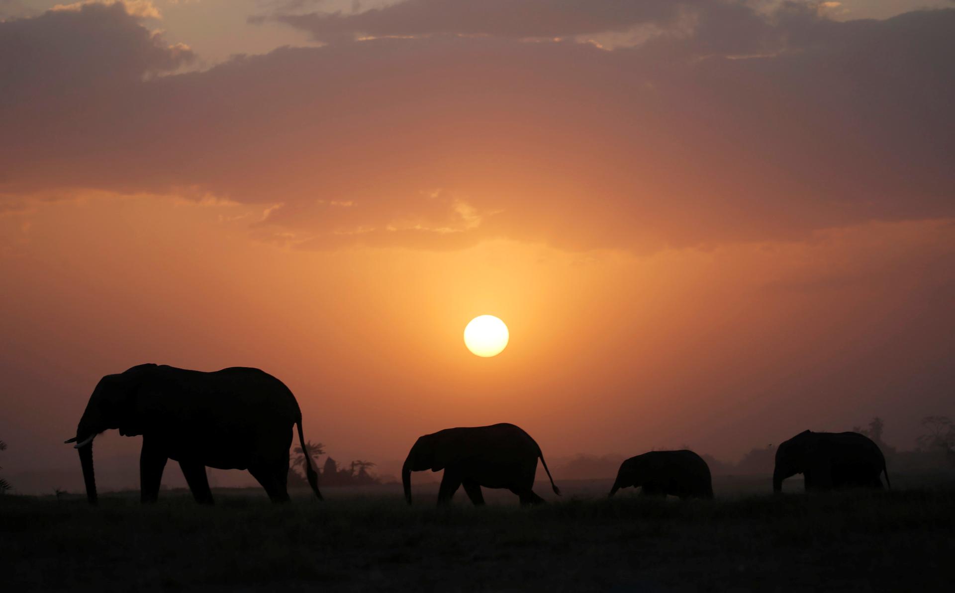 Elephant walk during sunset in Amboseli National Park, Kenya.