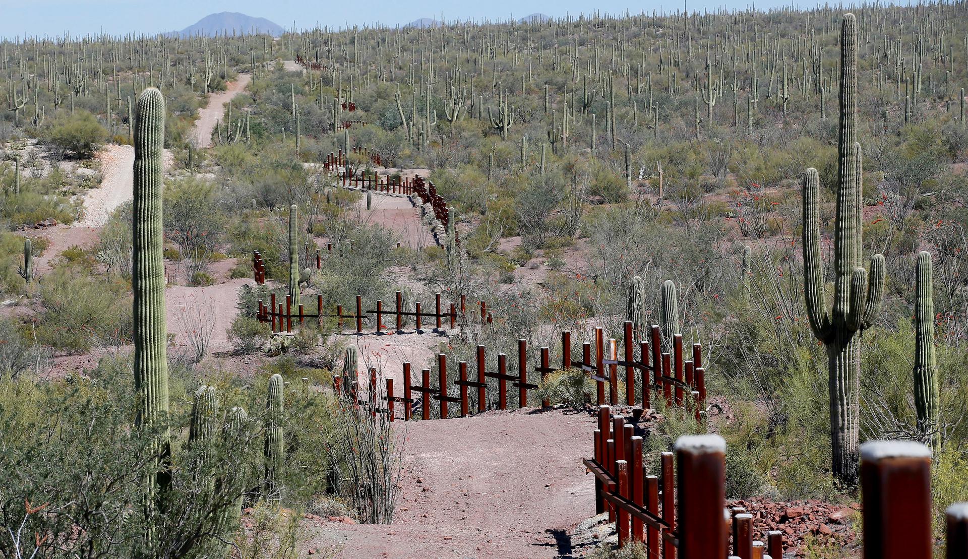 Cacti line a desert roadway