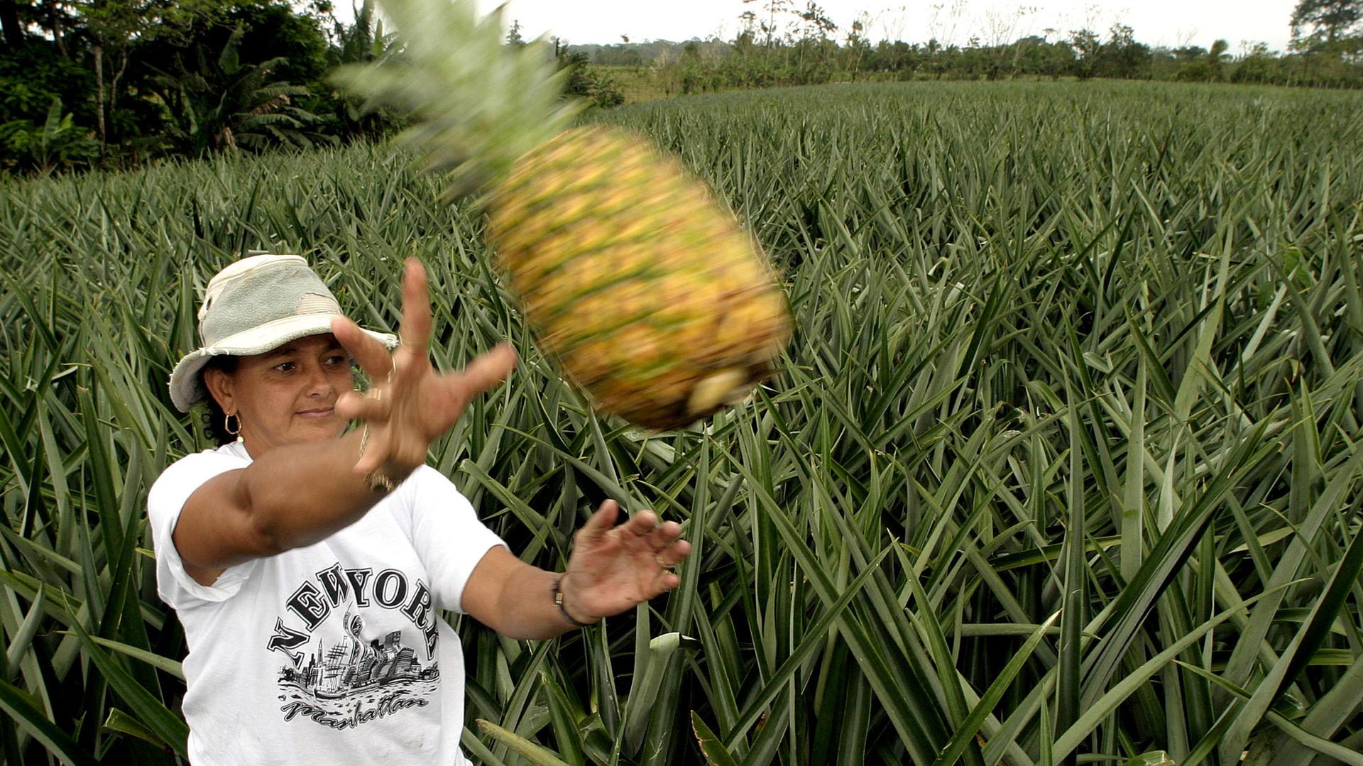 Costa Rican farmer Enith Rojas gathers pineapples for export.