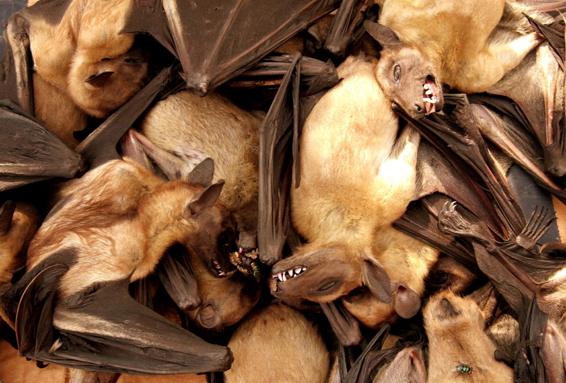 Fruit bats are seen for sale at a food market in Brazzaville, Republic of Congo.