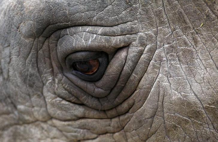 A close-up view of an eye of the Northern White Rhino named Sudan. 