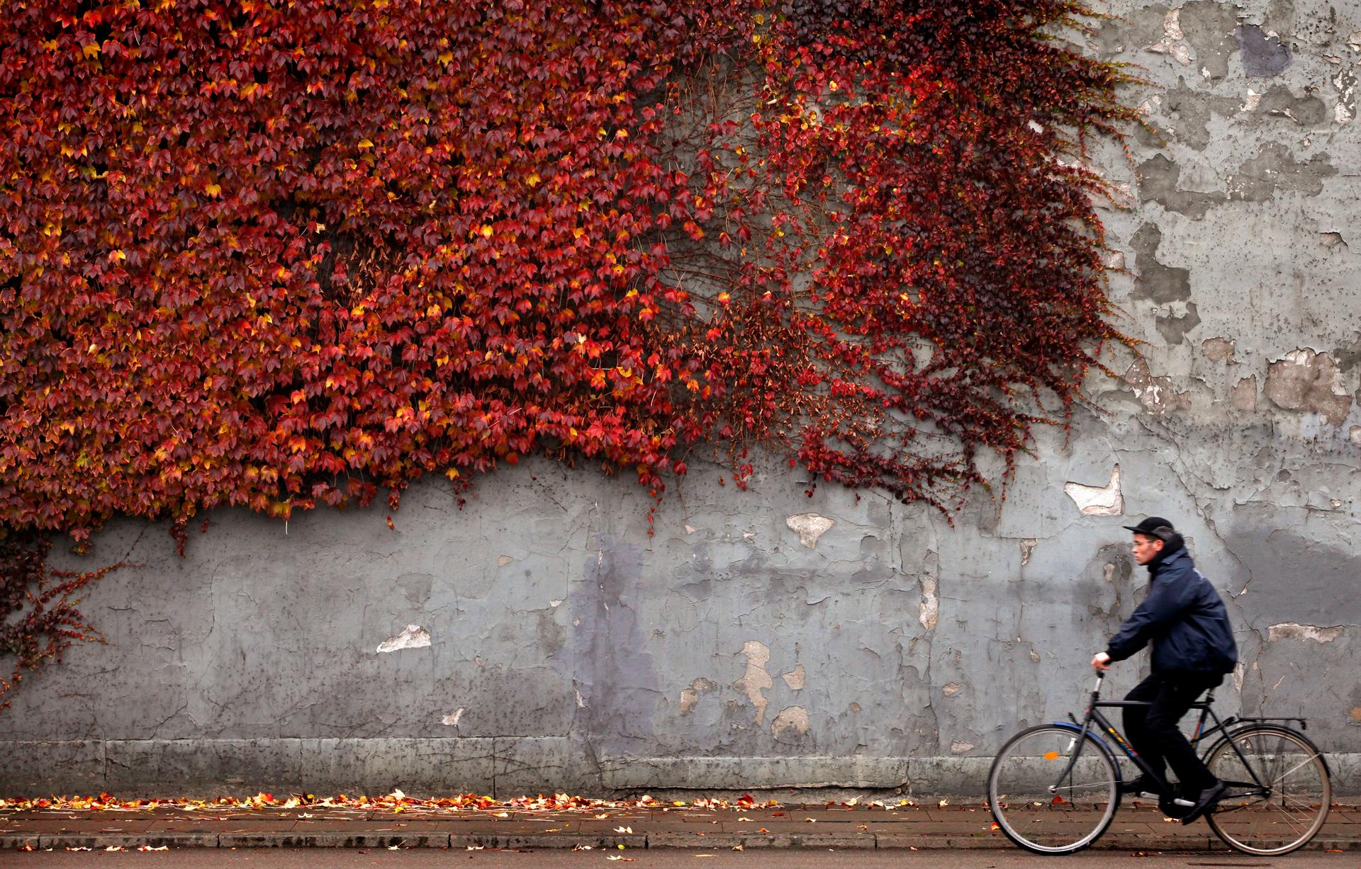 A cyclist rides past autumn-colored ivy climbing the wall of a building in downtown Copenhagen November 2, 2010. 