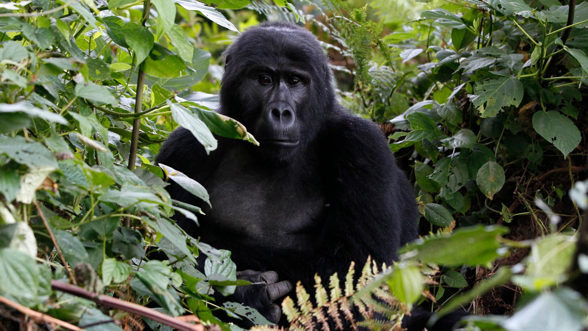 An endangered mountain gorilla rests inside a forest in a Bwindi Impenetrable National Park in Rwanada. 