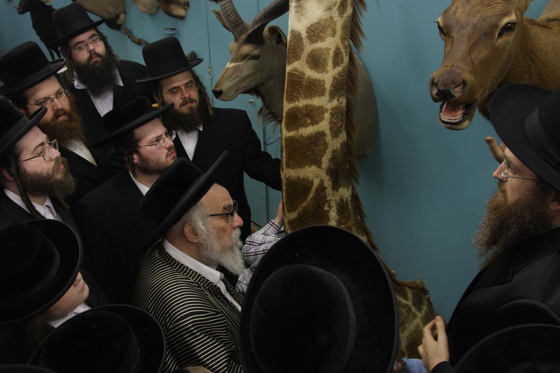 The founder of Torah Animal World in Borough Park, Brooklyn, says the museum gets 3,000 visitors a week.