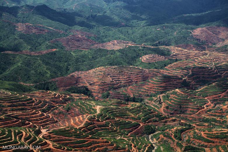 Deforestation for palm oil
