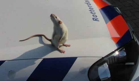Rat on patrol