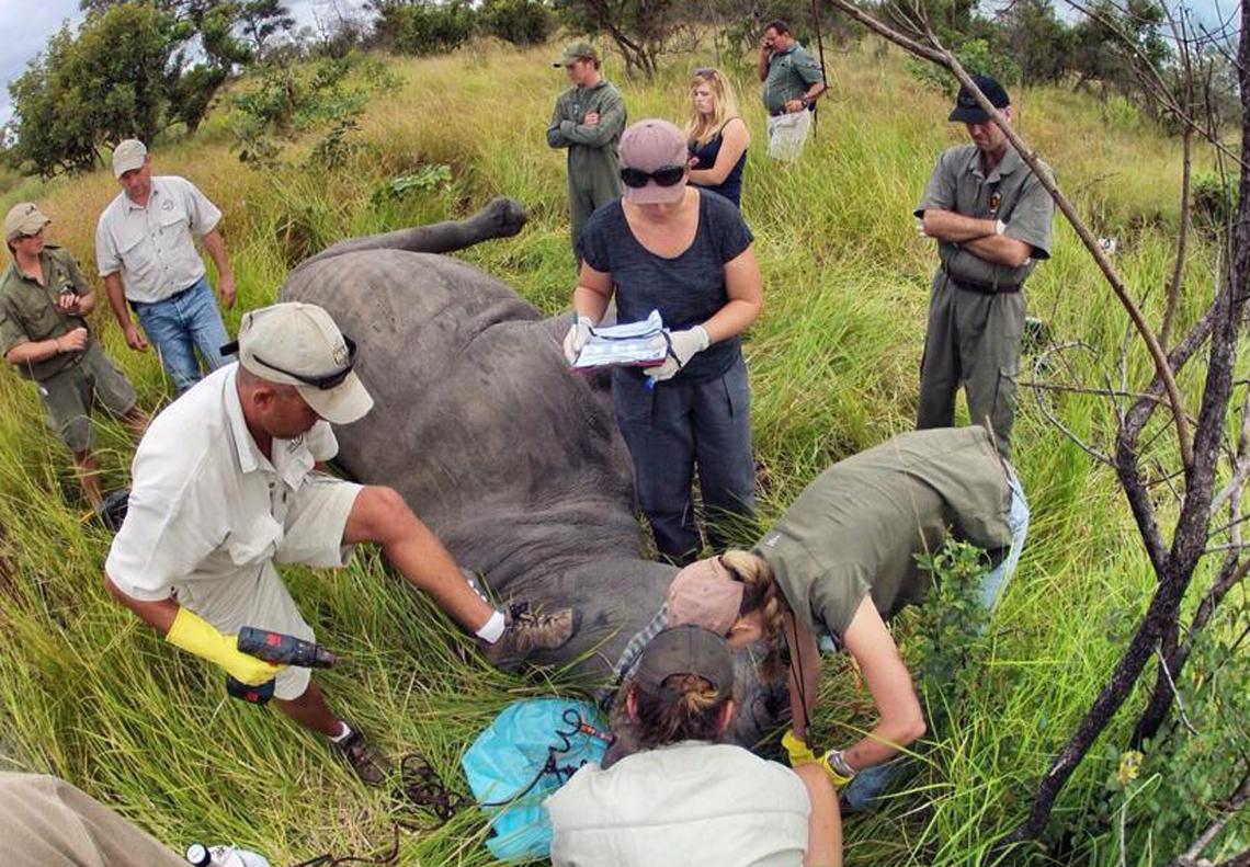 Rhino Rescue staff collect DNA samples from an animal during a procedure. 