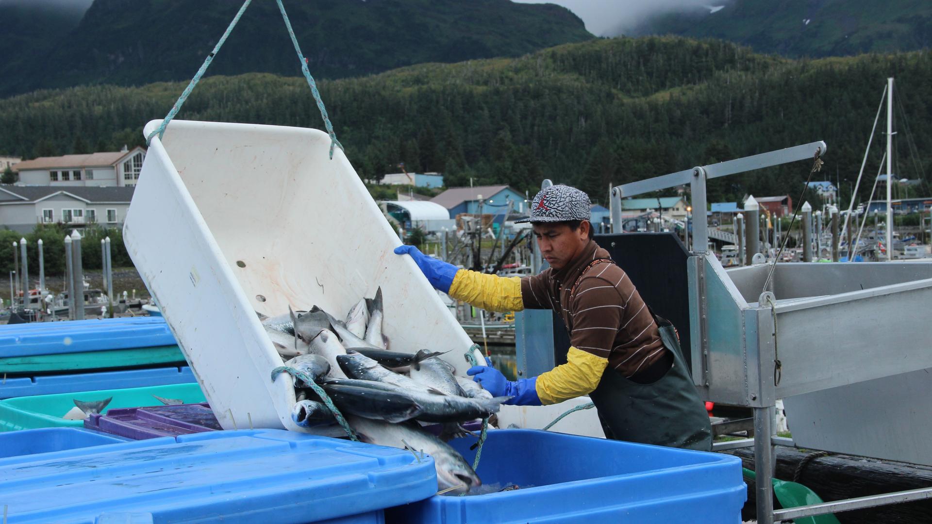 Fishermen sell their daily catch at the docks in Cordova, Alaska, where they are weighed, packed in ice, and sent to a processing facility. 